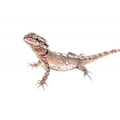 Pogona minor - Dragon barbu de l'Ouest