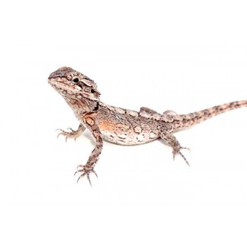 Pogona minor - Dragon barbu de l'Ouest