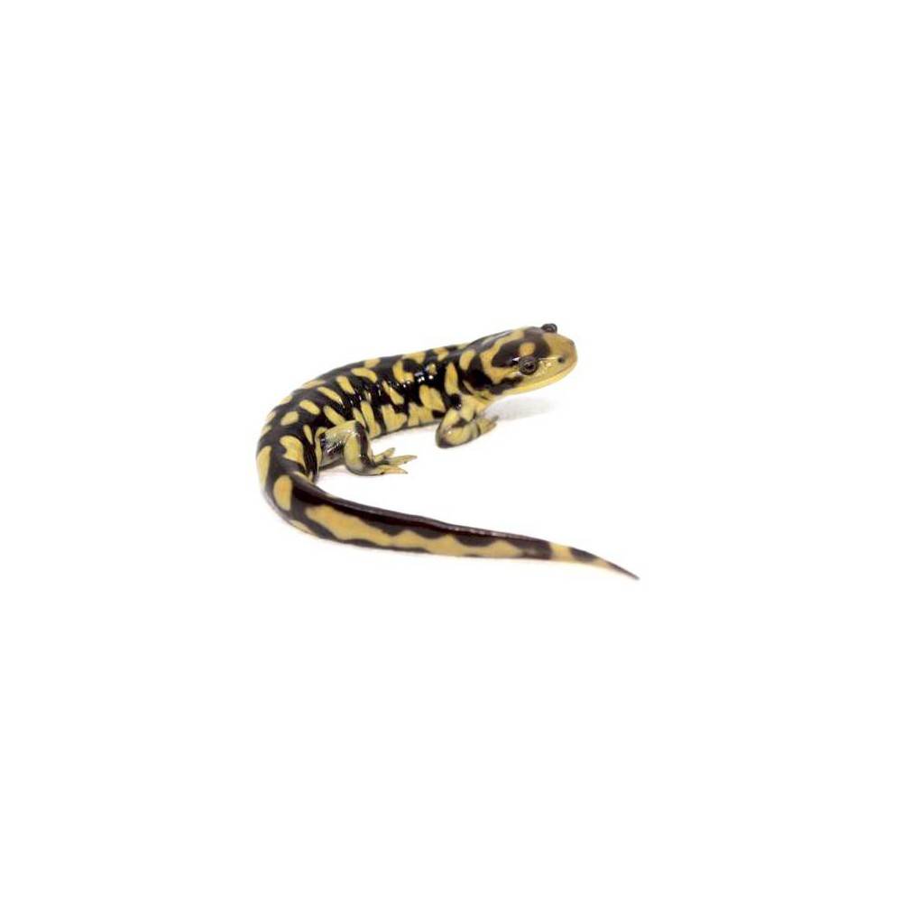 Ambystoma mavortium mavortium - Salamandre tigrée du Texas Ambystoma mavortium mavortium - Salamandre tigrée du Texas