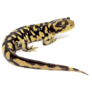 Ambystoma mavortium mavortium - Salamandre tigrée du Texas