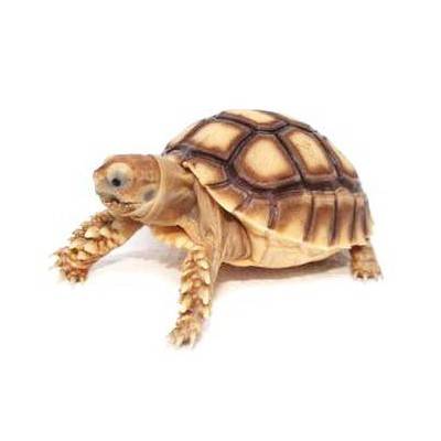 Centrochelys sulcata (Tortue sillonnée)