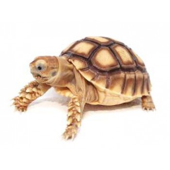 Centrochelys sulcata (Tortue sillonnée)