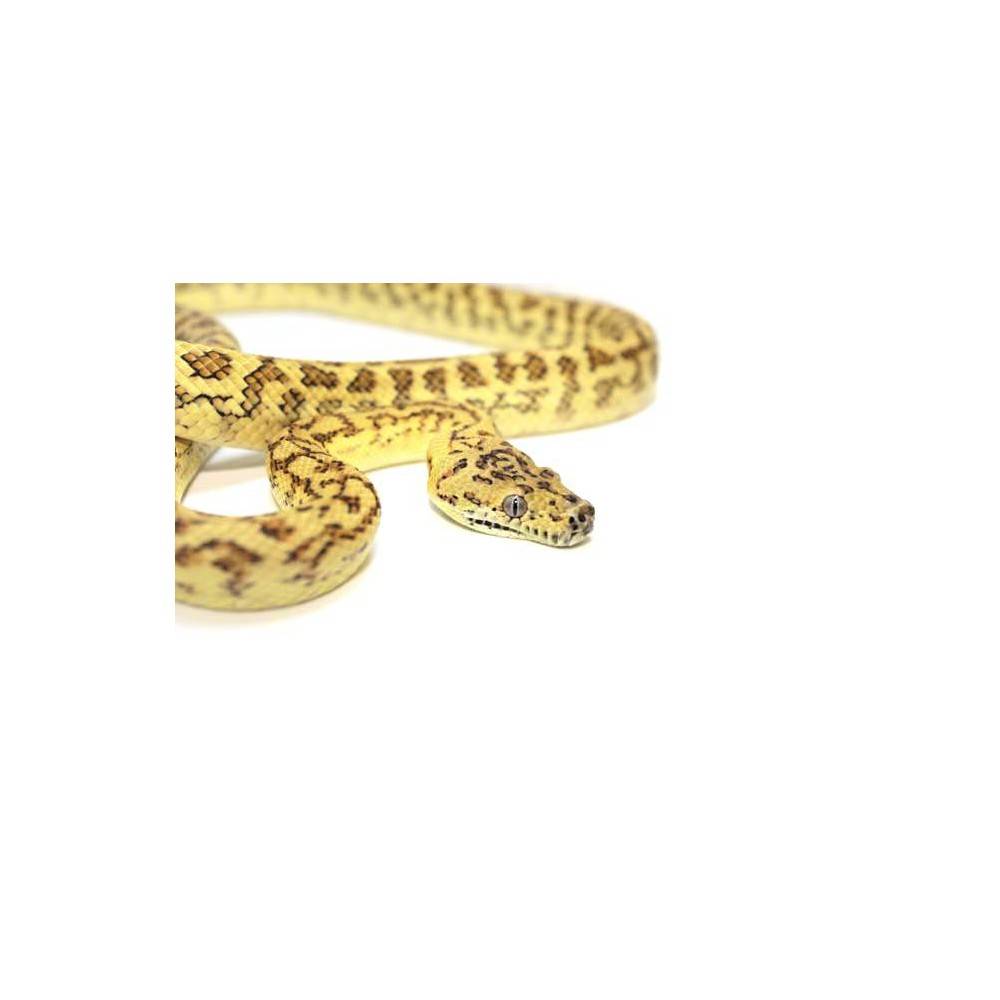 Morelia spilota ssp "Super Caramel Zebra Jaguar" Python tapis