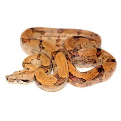 Boa constrictor sabogae - Boa de Pearl Island