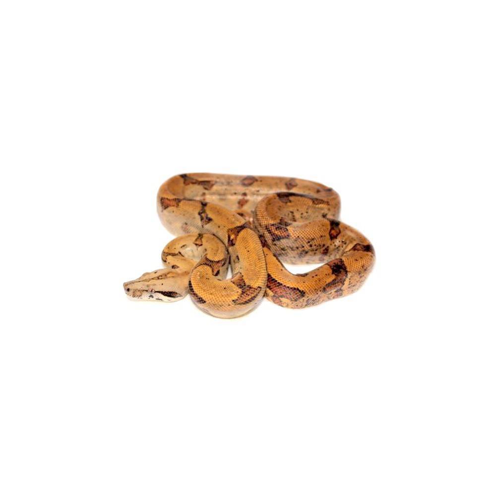 Boa constrictor sabogae - Boa de Pearl Island Boa constrictor sabogae - Boa de Pearl Island