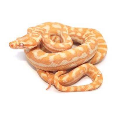 Morelia spilota variegata "Albinos" - Python tapis du Nord