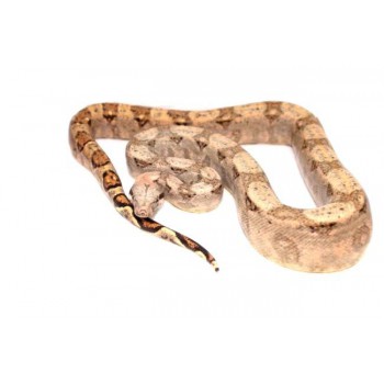 Boa (constrictor) imperator "Hogg Island" - Boa empereur