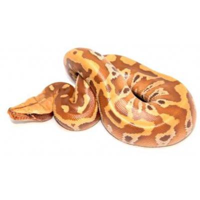 Python brongersmai "Albinos T+" - Python malais