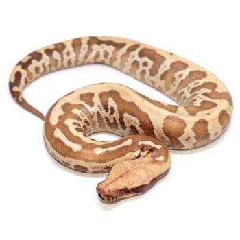 Python brongersmai "Albinos T+" - Python malais