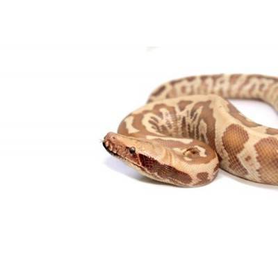 Python brongersmai "Albinos T+" - Python malais