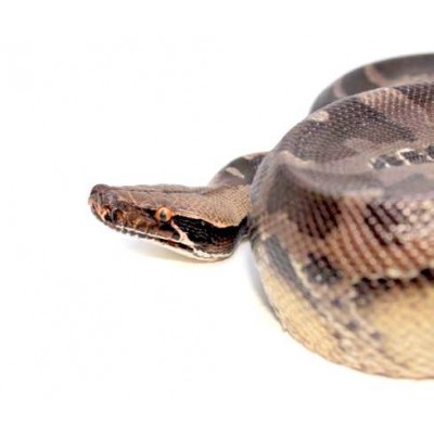 Python curtus "Chrome-head" - Python à queue courte de Sumatra