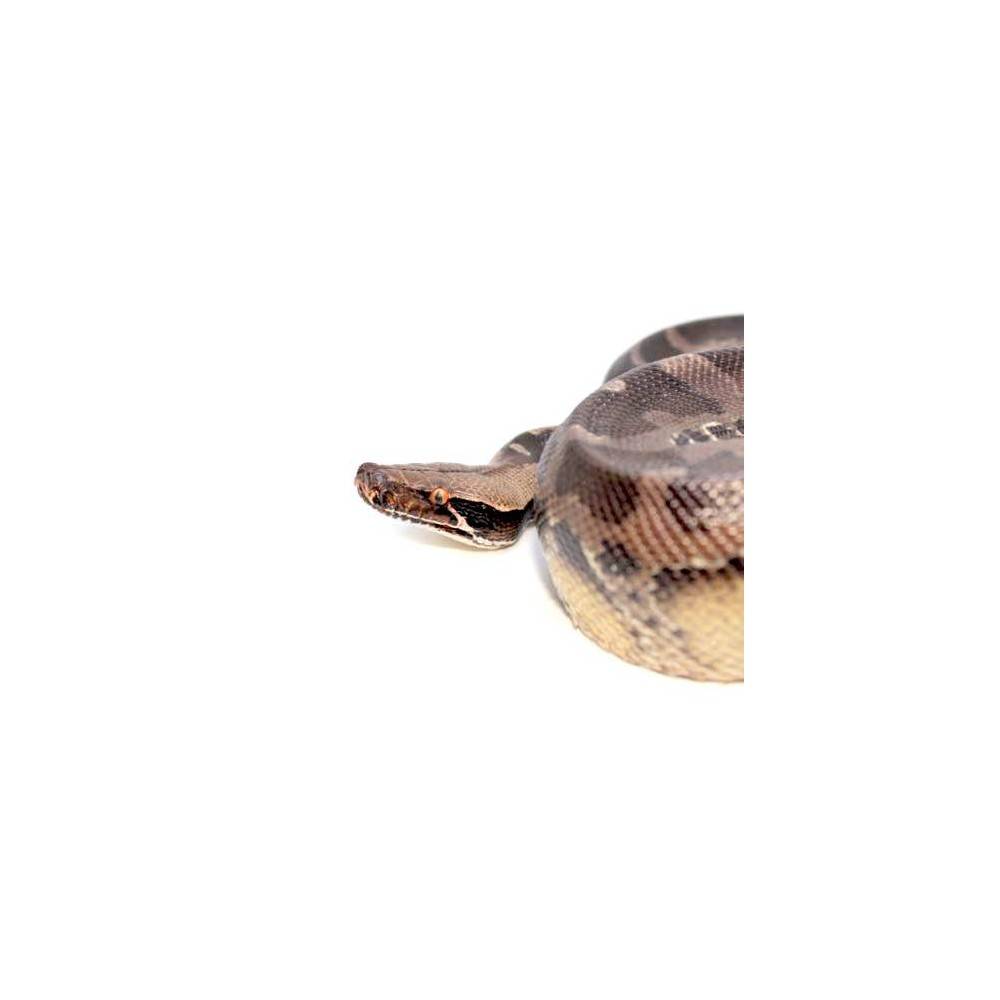 Python curtus Python à queue courte de Sumatra