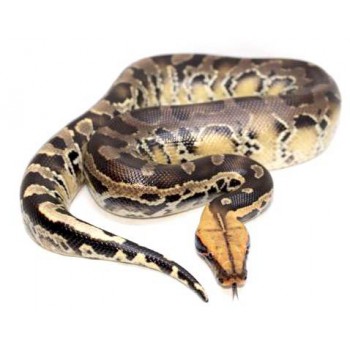 Python curtus "Yellow-head" - Python à queue courte de Sumatra