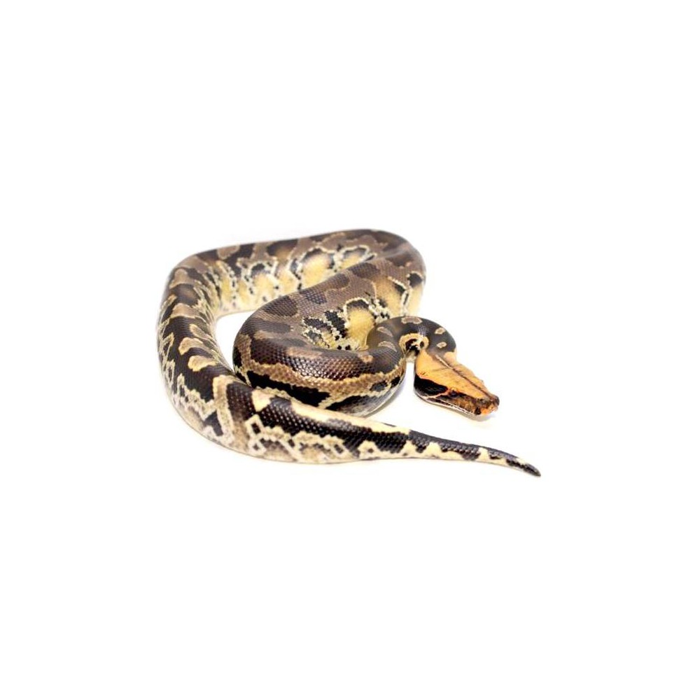 Python curtus "Yellow-head" - Python à queue courte de Sumatra