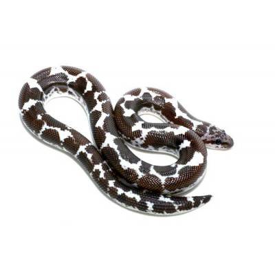 Eryx (Gongylophis) colubrinus loveridgei "Anéry" - Boa des sables du Kenya