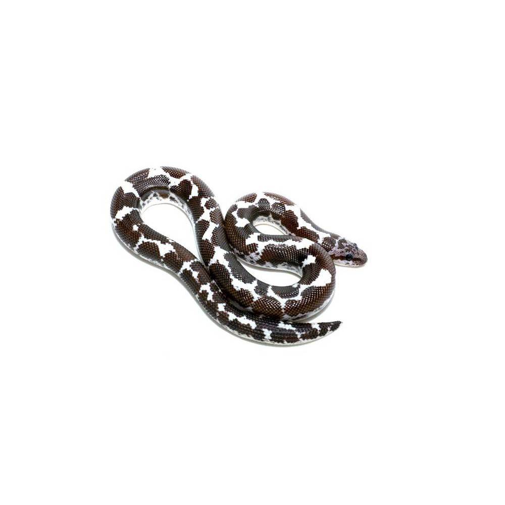Eryx (Gongylophis) colubrinus loveridgei "Anéry" - Boa des sables du Kenya Eryx (Gongylophis) colubrinus loveridgei "Anéry" - Boa des sables du Kenya