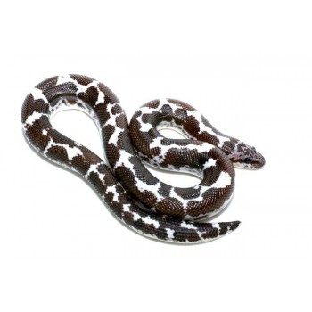 Eryx (Gongylophis) colubrinus loveridgei "Anéry" - Boa des sables du Kenya