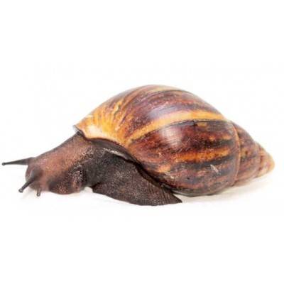 Achatina achatina - Escargot géant du Togo