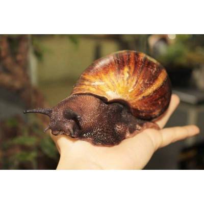 Achatina achatina - Escargot géant du Togo