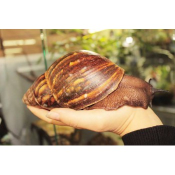 Achatina achatina - Escargot géant du Togo