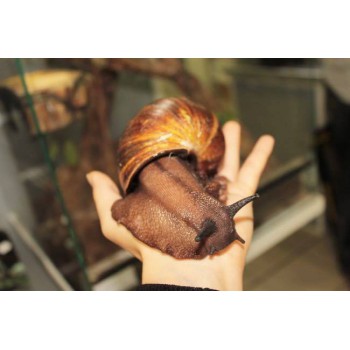 Achatina achatina - Escargot géant du Togo