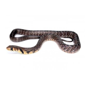 Drymarchon melanurus erebennus - Serpent indigo du Texas