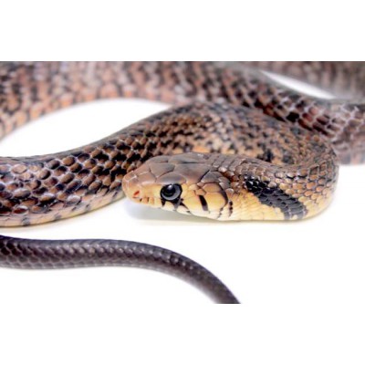 Drymarchon melanurus erebennus - Serpent indigo du Texas