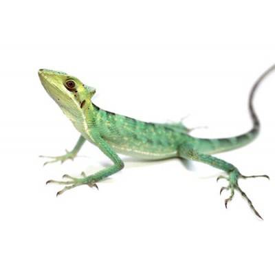 Laemanctus longipes - Lézard casqué