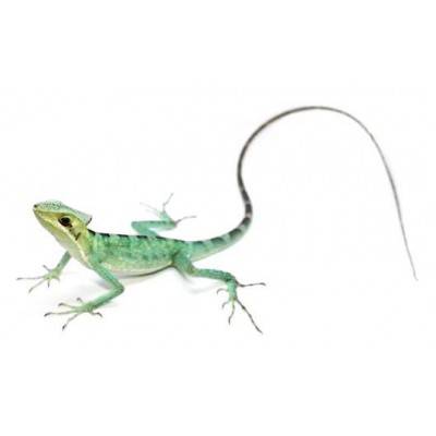 Laemanctus longipes - Lézard casqué