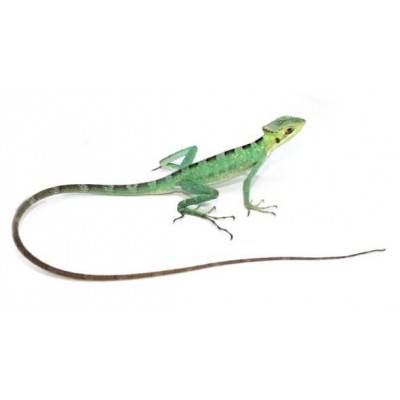 Laemanctus longipes - Lézard casqué