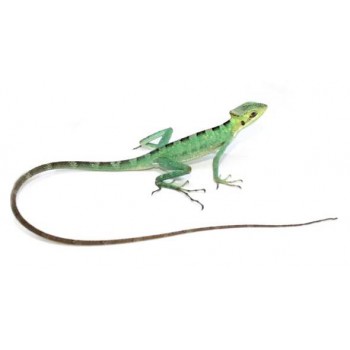 Laemanctus longipes - Lézard casqué
