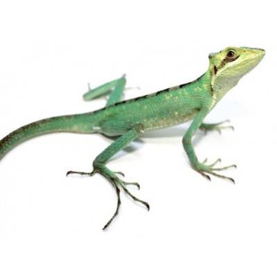 Laemanctus longipes - Lézard casqué