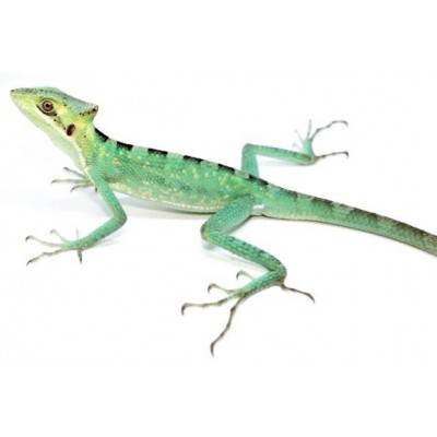 Laemanctus longipes - Lézard casqué