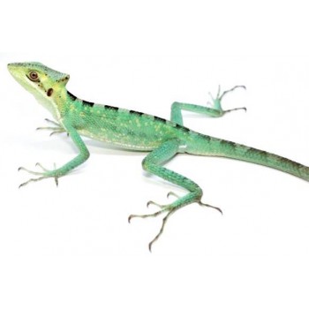 Laemanctus longipes - Lézard casqué