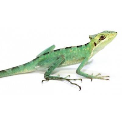 Laemanctus longipes - Lézard casqué