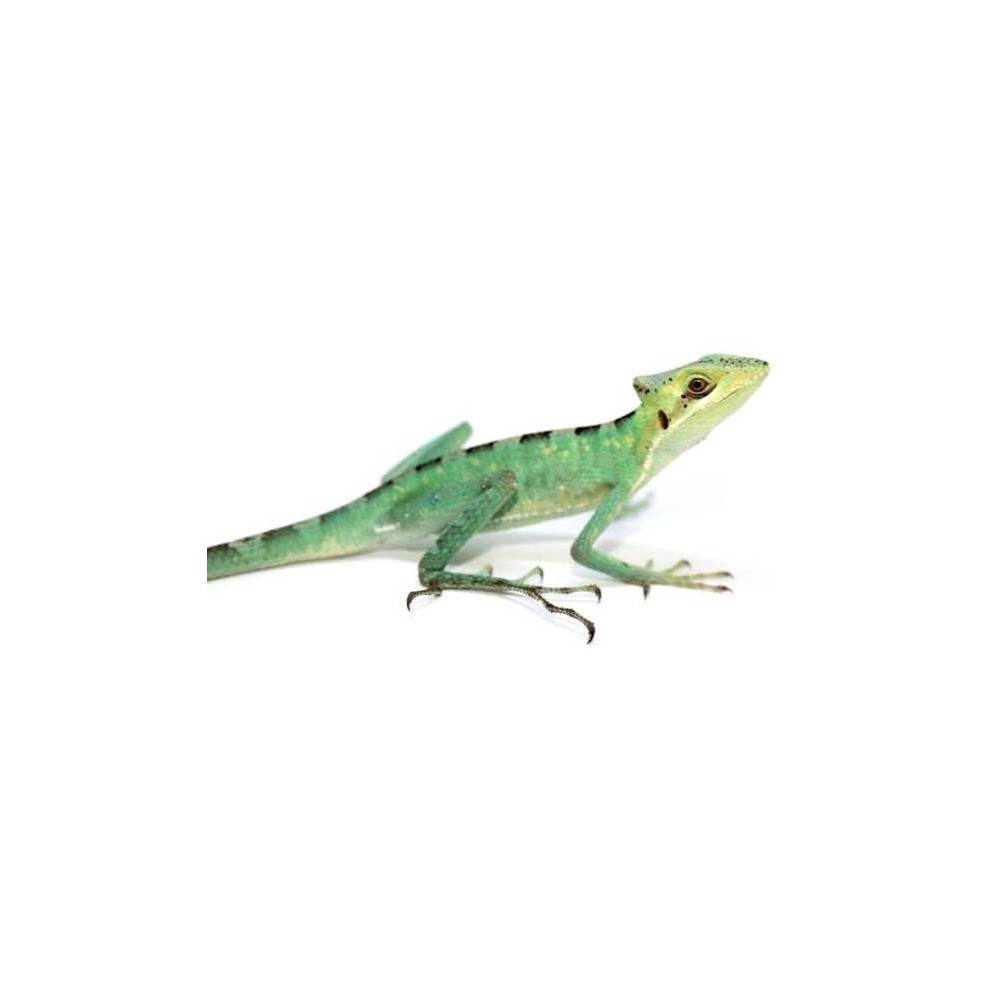 Laemanctus longipes - Lézard casqué Laemanctus longipes - Lézard casqué