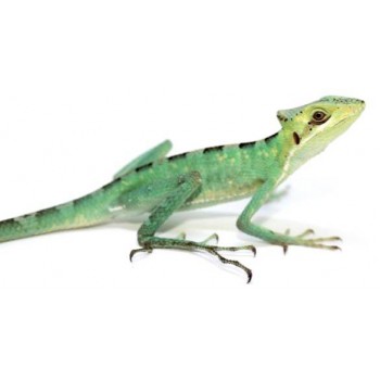 Laemanctus longipes - Lézard casqué