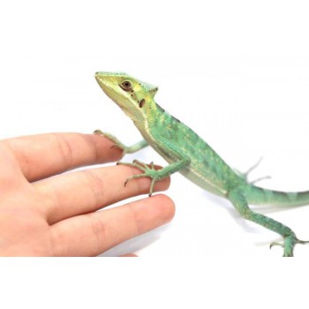 Laemanctus longipes - Lézard casqué