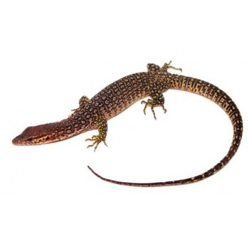 Varanus timorensis - Varan de Timor