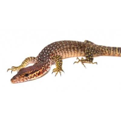 Varanus timorensis - Varan de Timor