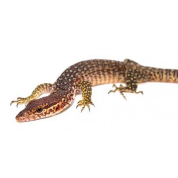 Varanus timorensis - Varan de Timor