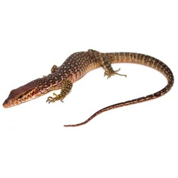 Varanus timorensis - Varan de Timor