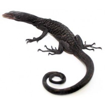 Varanus beccarii - Varan noir arboricole