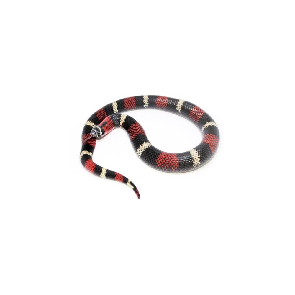 Lystrophis pulcher - Serpent à groin sud-américain