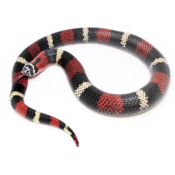 Lystrophis pulcher - Serpent à groin sud-américain