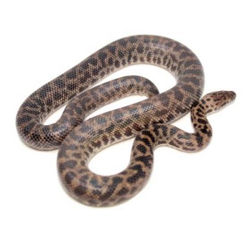 Antaresia maculosa - Python moucheté