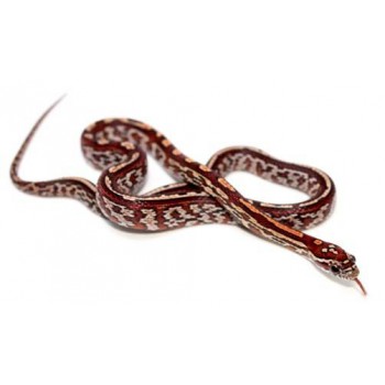 Pantherophis guttatus "Tessera" - Serpent des blés