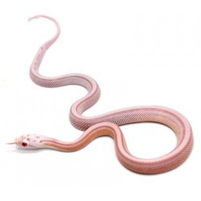 Pantherophis guttatus "Snow ligné" - Serpent des blés