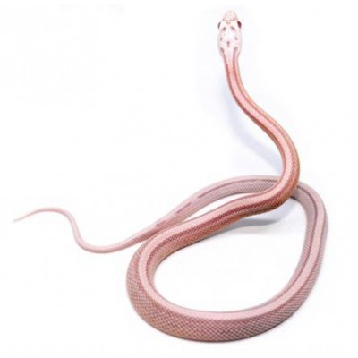 Pantherophis guttatus "Snow ligné" - Serpent des blés