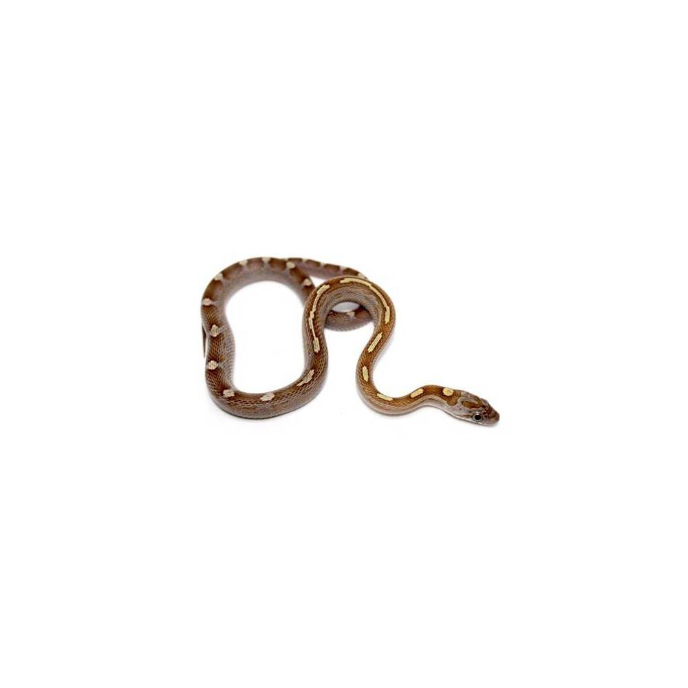 Pantherophis guttatus "Caramel motley ligné" - Pantherophis guttatus Pantherophis guttatus "Caramel motley ligné" - Pantherophis guttatus
